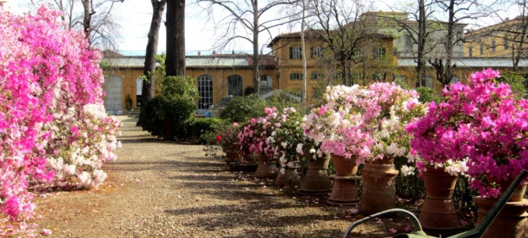 Orto e Museo Botanico, Pisa, Italy, Italy